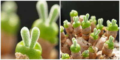 Đọc bài này, chắc chắn bạn sẽ muốn "bắt" ngay một em tai thỏ về nuôi!