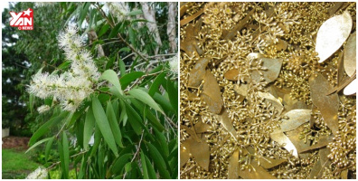 Khó tin loài cây có thể "mọc" ra vàng tại Việt Nam