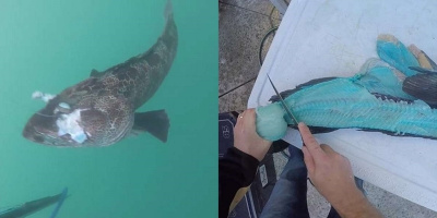 Bất ngờ phát hiện "cá thịt xanh", giống cá hiếm trong lòng đại dương?
