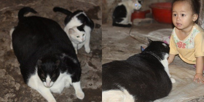 "Miu mập" ở Nam Định "bỏ xa" chú mèo nặng nhất thế giới tận... 2,5kg