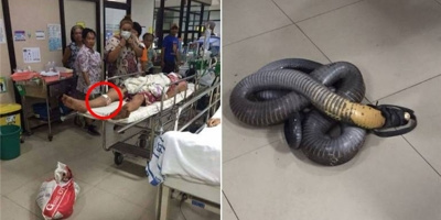 Y bác sĩ kiêu căng, lơ bệnh nhân, buộc người nhà phải mang rắn độc đến