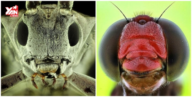 Gương mặt đáng sợ của những loài côn trùng qua ống kính nhiếp ảnh gia