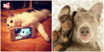 Cùng xem bọn thú cưng cũng biết tự dùng điện thoại để chụp ảnh selfie