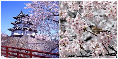 Đắm chìm mê mải trong sắc hoa anh đào Nhật Bản những ngày tháng 4