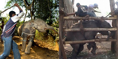 Xót xa trước cảnh những chú voi bị hành hạ để phục vụ du khách