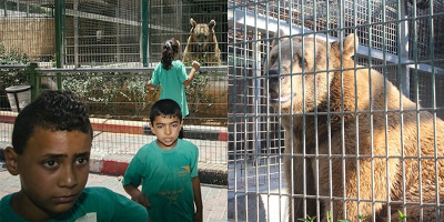 Gấu cắn đứt và ăn trọn cánh tay bé trai 9 tuổi tại vườn thú