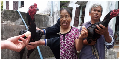 Đi tìm lời giải về việc chú gà trống chọi đẻ trứng ở Nghệ An