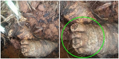 Những lần "khóc thét" khi dưới đất chui lên thứ giống hệt cơ thể người