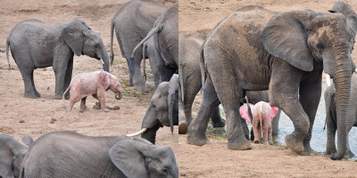 Chú voi con bạch tạng màu hồng lẽo đẽo theo mẹ khắp mọi nơi