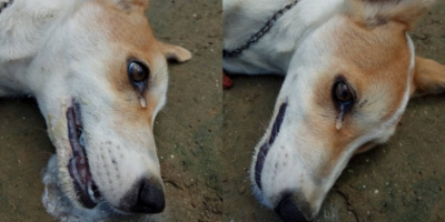 Phẫn nộ hình ảnh chú chó bị trộm đầu độc, rớt nước mắt vĩnh biệt chủ