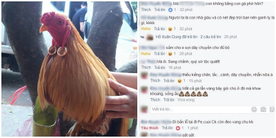Chết cười với đám "gà nhà người ta" vàng đeo đỏ "tai"