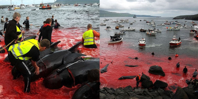 Máu nhuộm đỏ cả vùng biển với lễ hội giết cá voi hằng năm ở Đan Mạch