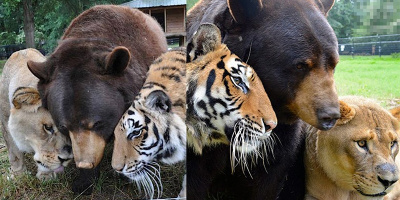 Sư tử, hổ, gấu được trùm ma túy nuôi chung, 15 năm sau kết quả bất ngờ