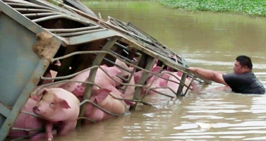 Xe tải lật, 100 chú lợn chới với giữa dòng nước