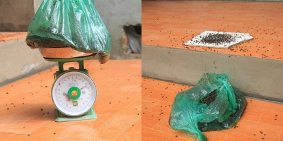 Sóc Sơn: Hãi hùng cảnh ruồi bâu đen kịt, số lượng bẫy được tính bằng... cân