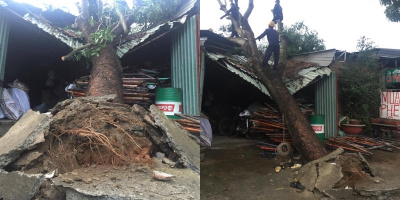 TPHCM: Cây xà cừ “khủng” đè sập nhà, 2 đứa trẻ may mắn thoát nạn