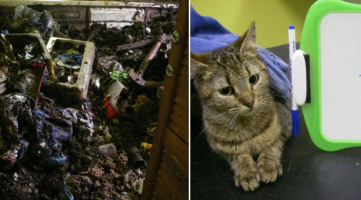 Giải cứu 30 con mèo và 1 con chồn sống trong căn nhà "dơ kinh khủng"