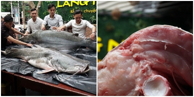 Cặp "thủy quái" 200 kg xuất hiện gây xôn xao Đà Nẵng