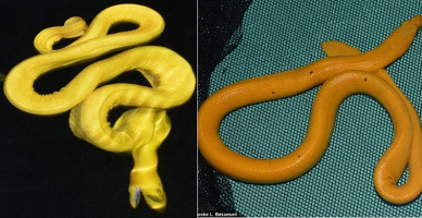 Loài rắn cực quý hiếm có lớp da màu vàng lấp lánh rõ đẹp
