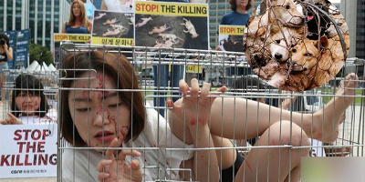 Các cô gái Hàn Quốc nằm trong lồng sắt để phản đối ăn thịt chó
