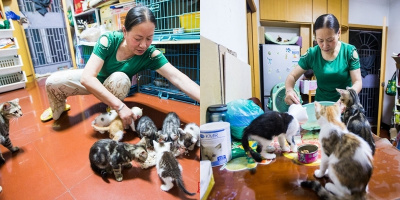 Cảm động tấm lòng "lão tiền bối" cưu mang 39 chú mèo hoang suốt 17 năm qua