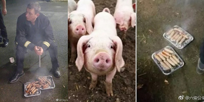 20 chú lợn được cứu khỏi đám cháy, nửa năm sau lại bị đem làm xúc xích để tỏ lòng cảm ơn đội cứu hỏa