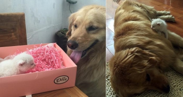 Chú chó nhặt nuôi một chú mèo, một tình bạn cảm động hết sức