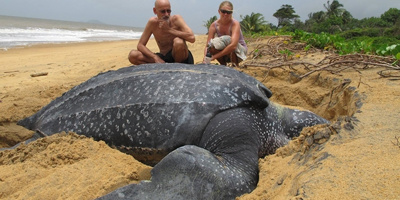 Bất ngờ tìm thấy rùa khổng lồ nặng hơn 700kg tại Tây Ban Nha
