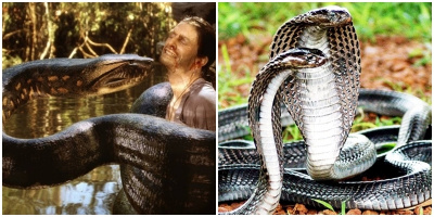 Trăn Anaconda vs rắn hổ mang chúa - quái vật đụng độ, loài nào thắng?
