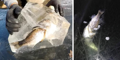 Khoảnh khắc cá lớn hung hãn nuốt cá bé thì bị đông cứng trong băng