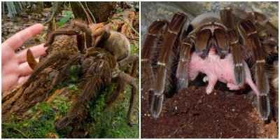 Cận cảnh loài nhện lớn nhất thế giới - có thể xơi tái chuột trong chớp mắt