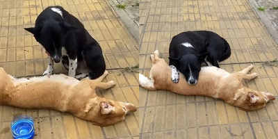 Chú chó trung thành nhất quyết túc trực suốt đêm bên cạnh “bạn thân” đã chết