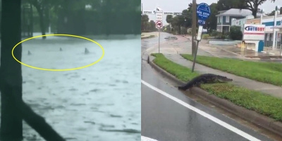 Siêu bão Irma đi qua, hết cá sấu đến cá mập thản nhiên "lang thang" trên đường phố Florida