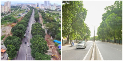 Hà Nội: Ngắm hàng cây xanh trên đường Phạm Văn Đồng trước ngày bị chặt hạ, di chuyển
