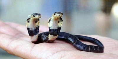 Kỳ bí rắn hổ mang hai đầu "bất tử" ở Trung Quốc