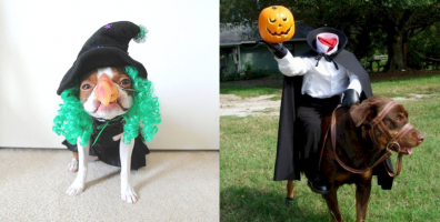 Trang phục Halloween "ăn tiền" nhất dành cho thú cưng mà hội con sen không thể bỏ qua