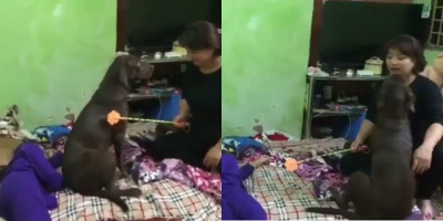 Sen bị mẹ đánh, Boss chạy ra che chắn cẩn thận khiến dân mạng thích thú