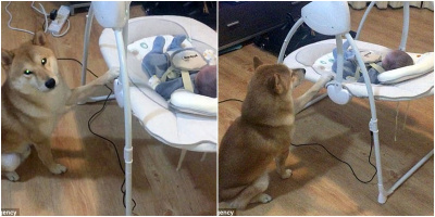 Chú chó Shiba Inu đáng yêu với biệt tài "ru em bé ngủ" khiến dân mạng thích thú