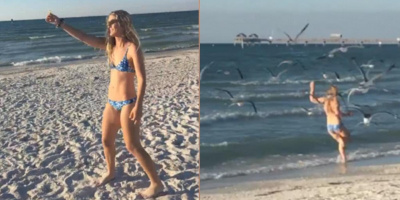 Thả dáng trên bãi biển cho chim ăn, cô gái bị đàn mòng biển lao vào cướp luôn cả... bikini đi mất