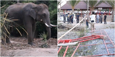 Hướng dẫn viên du lịch bị voi giẫm đạp đến chết chỉ vì trò "nghịch dại" của du khách