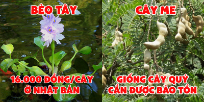 Bèo tây, rau sam mọc dại trên đất Việt trở thành "thần dược" đắt đỏ ở xứ người