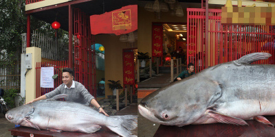 Đại gia Hà Nội bỏ cả trăm triệu mua cá khổng lồ về ăn Tết
