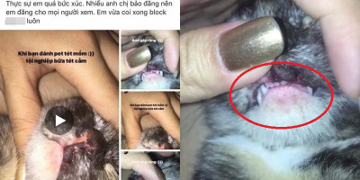 Đánh đập chú mèo tàn nhẫn rồi đăng lên mạng xã hội: Cô gái khiến cộng đồng mạng vô cùng phẫn nộ