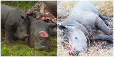 Xót xa chú tê giác con cố gắng đánh thức mẹ nằm chết trên nền đất vì bị giết để lấy sừng