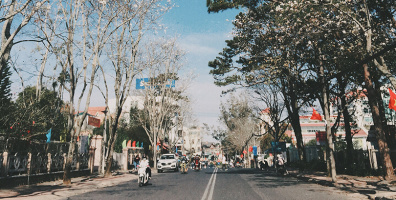 Đà Lạt đang được phủ kín bởi hoa Ban trắng, tràn ngập như "bầu trời tuyết" giữa các con đường Đà Lạt đang được phủ kín bởi hoa Ban trắng, tràn ngập như "bầu trời tuyết" giữa các con đường