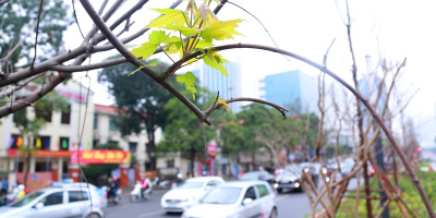 Mặc “bão dư luận” hàng cây phong lá đỏ đầu tiên tại Hà Nội đã bắt đầu ra những mầm lộc biếc