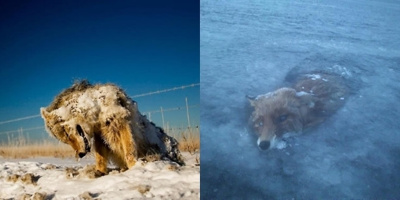Khi thiên nhiên "trổ tài" nghệ thuật: Nổi da gà loạt ảnh động vật đóng băng giữa trời đông