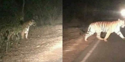 Dân mạng bức xúc khi biết sự thật về chuyện hổ rừng "xổng" ra đường quốc lộ