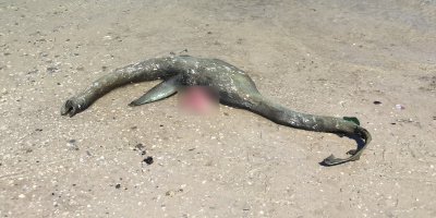 Sau nhiều năm ẩn hiện, xác chết nghi của Quái vật hồ Loch Ness bất ngờ dạt vào bờ biển?
