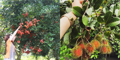 "Oanh tạc" 5 miệt vườn trái cây chỉ cách Sài Gòn 200km đang được giới trẻ thích mê